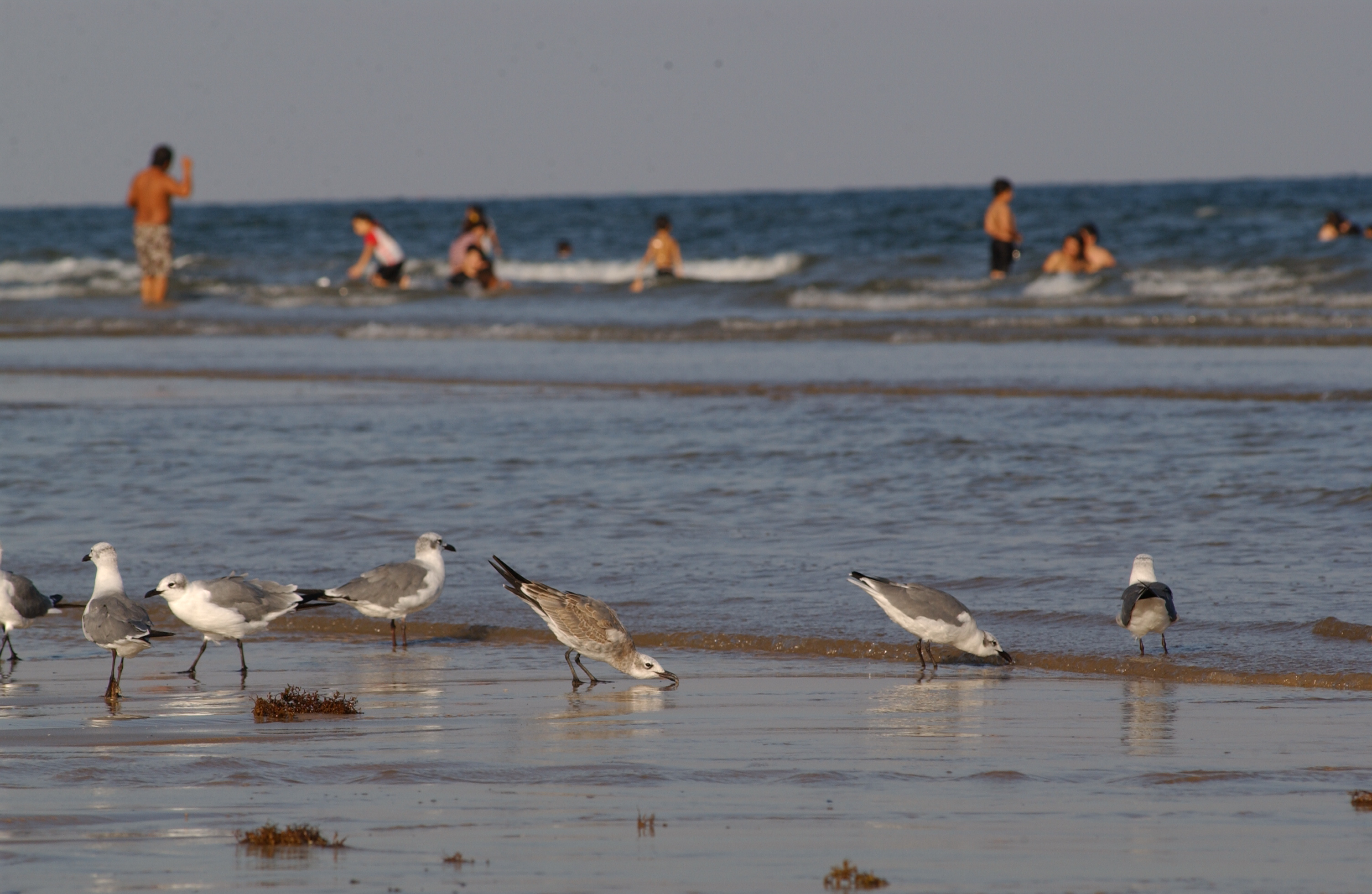 surfsidebeach2beach.jpg